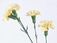 肥西董岗  汪贵茹  语文  《全神贯注》
